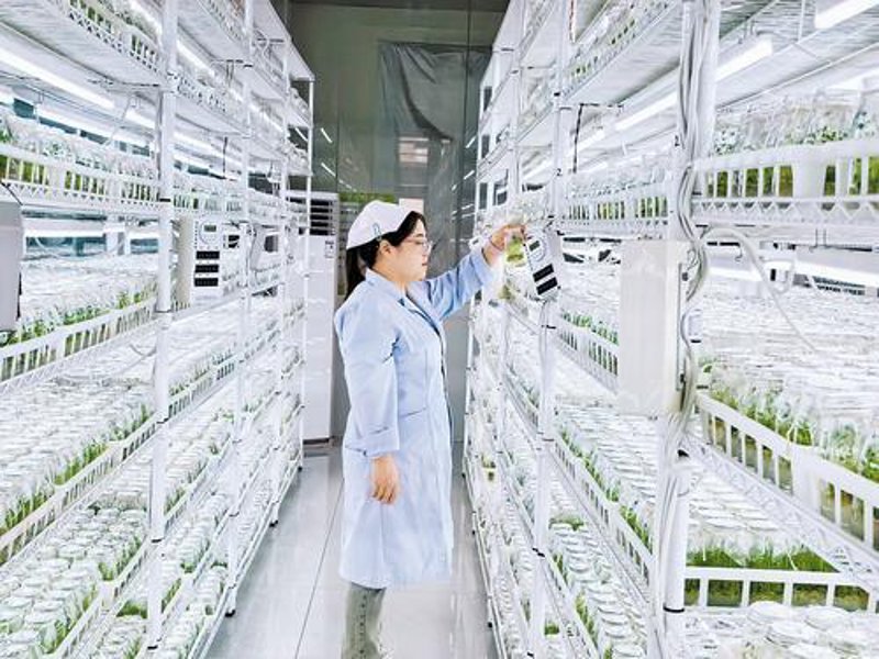 如何种出最甜的西瓜?——种植技巧大揭秘