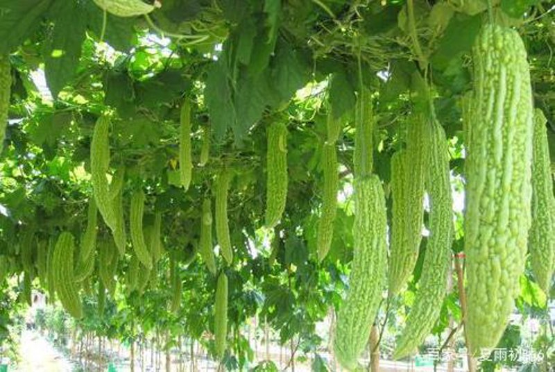 生物技术研发:开启未来的钥匙